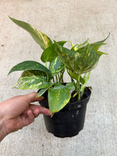 Load image into Gallery viewer, Epipremnum pinnatum Yellow Sunrise 6" - Pothos
