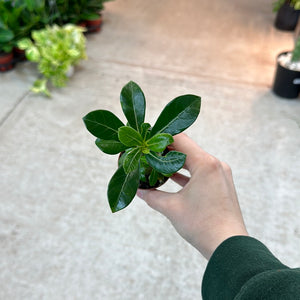 Adenium sp. 2" - Desert Rose