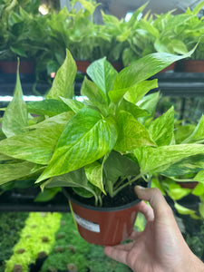Epipremnum Neon Queen 6" - Pothos