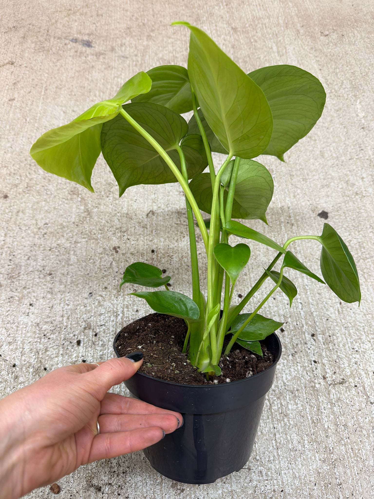 philodendron monstera soil Monstera Deliciosa 6"