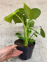 Load image into Gallery viewer, Monstera Deliciosa 6" - Split Leaf Philodendron