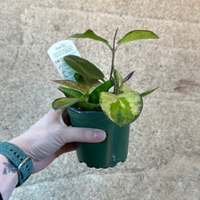 Load image into Gallery viewer, Hoya Australis Grande 4&quot;