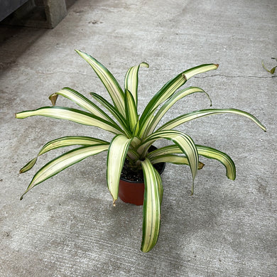Neoregelia Ardie 6