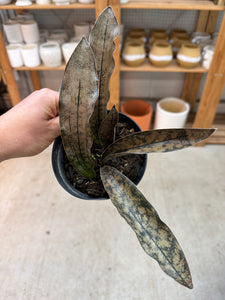 Sansevieria kirkii coppertone 4