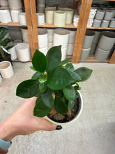 Load image into Gallery viewer, Ficus Ginseng 4" - Pot Bellied Fig