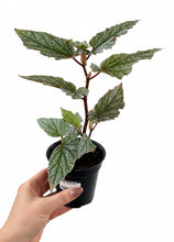Load image into Gallery viewer, Begonia Frosty 4"