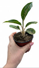 Load image into Gallery viewer, Aglaonema Night Sparkle 4" - Chinese Evergreen