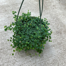 Load image into Gallery viewer, Ficus Quercifolia 6&quot; HB - String of Frogs