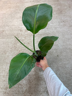 Strelitzia nicolai 4