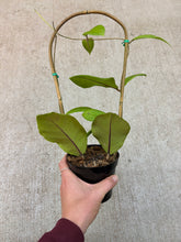 Load image into Gallery viewer, Hoya sabah 4" - Wax Plant
