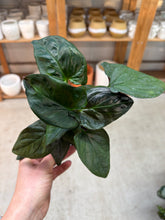 Load image into Gallery viewer, Syngonium Erythophyllum 4" - Red Arrow