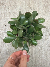 Load image into Gallery viewer, Crassula ovata sp. 4" - Jade Plant