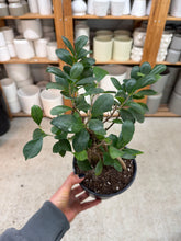 Load image into Gallery viewer, Ficus Ginseng 6"