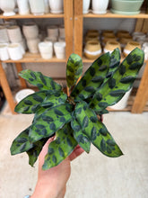 Load image into Gallery viewer, Calathea lancifolia 4&quot; - Rattlesnake Calathea