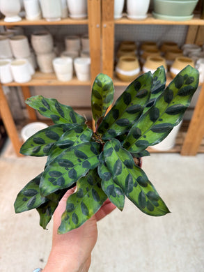 Calathea lancifolia 4