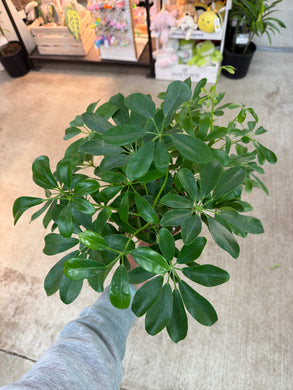 Schefflera Arboricola Nora 6