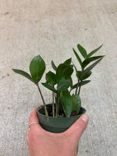 Load image into Gallery viewer, Zamio Zamioculcas 4&quot; - ZZ Plant