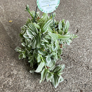 Tradescantia 'Pistachio White' - 6" HB