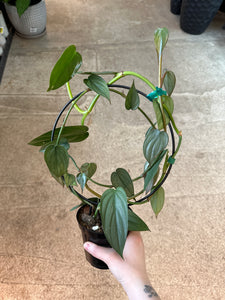 philodendron 'burle marx fantasy' Philodendron burle marx fantasy 4" – Kent East Hill Nursery
