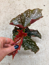 Load image into Gallery viewer, Begonia Cracklin Rosie 4&quot;