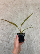 Load image into Gallery viewer, Philodendron Caramel Marble 2"