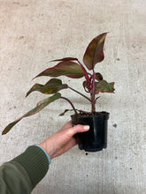 Load image into Gallery viewer, Philodendron Strawberry Shake 4"