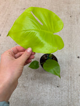 Load image into Gallery viewer, Monstera deliciosa Lemon Lime 4&quot;