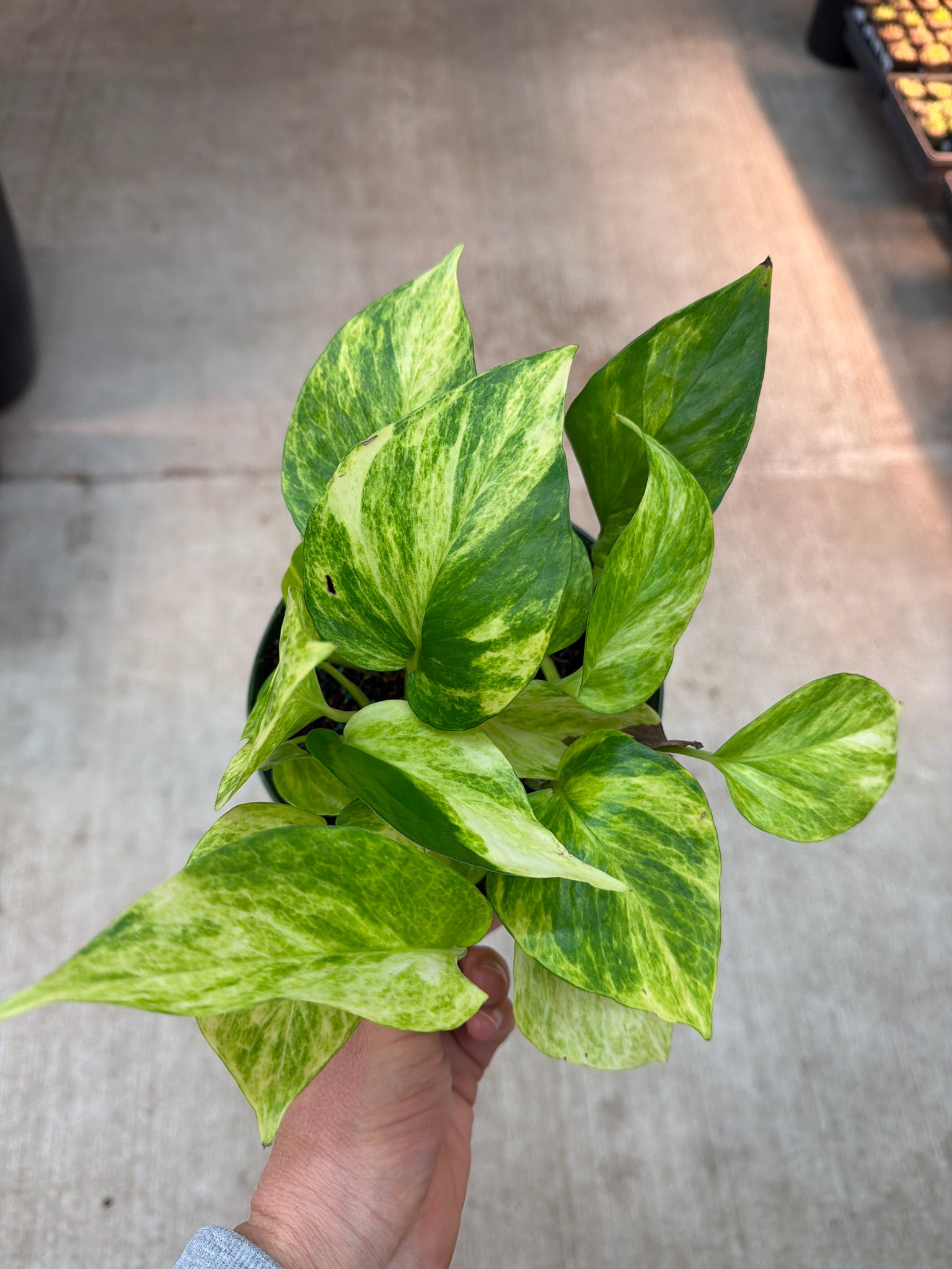 neon marble queen pothos Epipremnum Neon Queen 6"