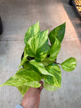 Load image into Gallery viewer, Epipremnum Neon Queen 6" - Pothos