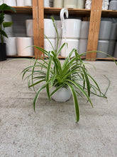 Load image into Gallery viewer, Chlorophytum sp. 6" HB - Spider Plant Variegated Basket