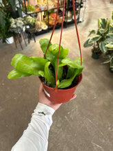 Load image into Gallery viewer, Epiphyllum oxypetalum 6&quot; - Queen of Night/Night Blooming Cactus