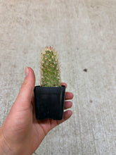 Load image into Gallery viewer, Mammilaria elongata 2" - Ladyfinger cactus