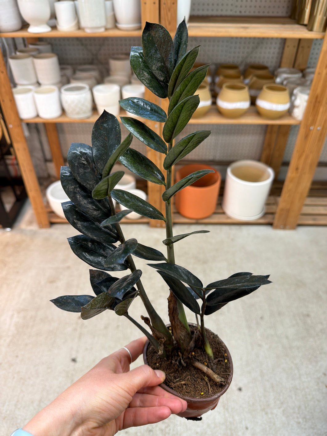 black zz plant Zamioculcas Black Queen 4