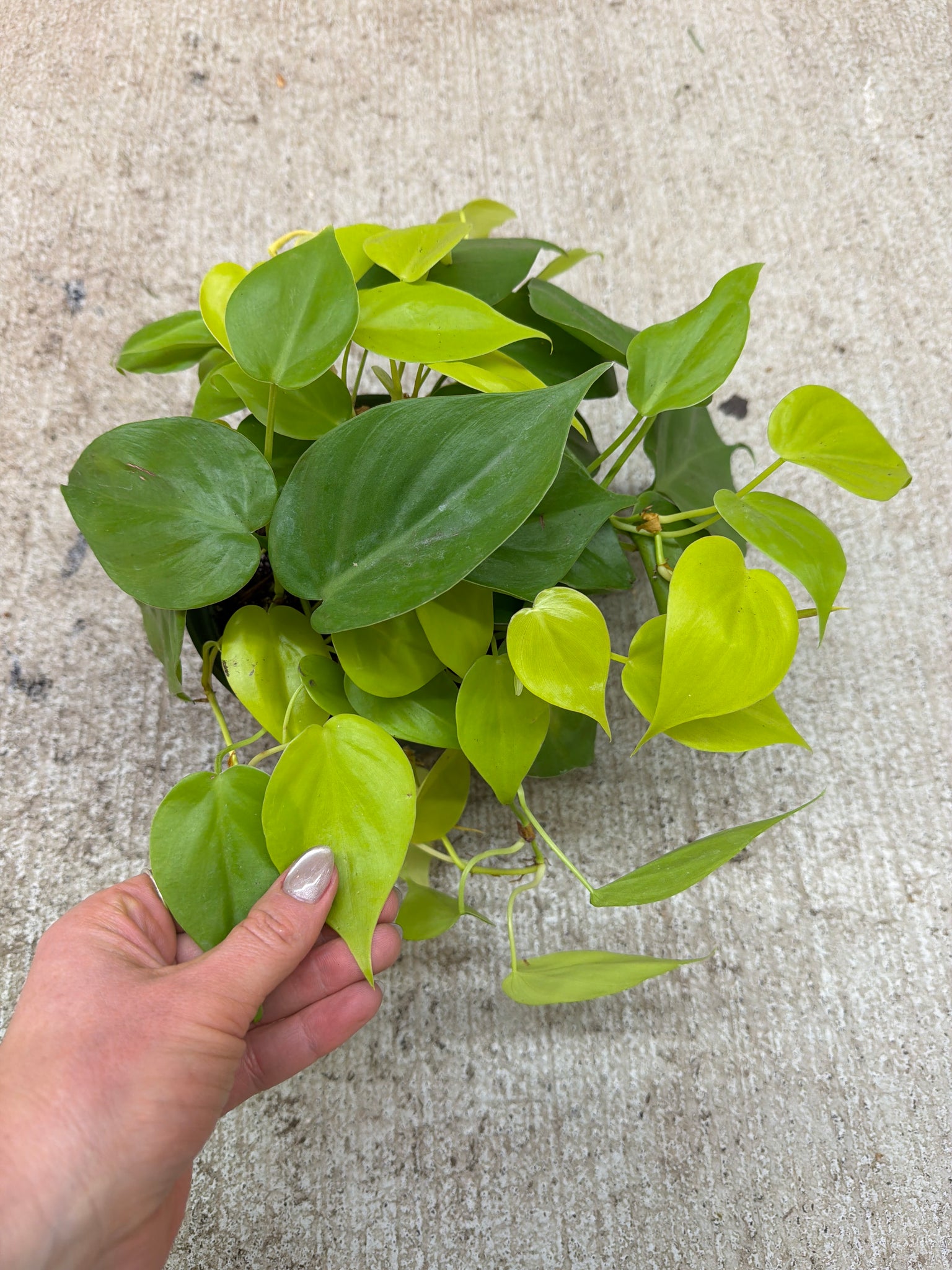 philodendron aureum Philodendron heder. aureum 6"