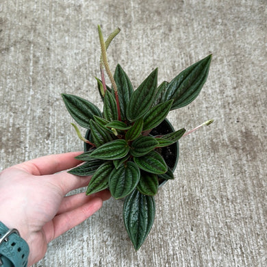 Peperomia Rosso 4