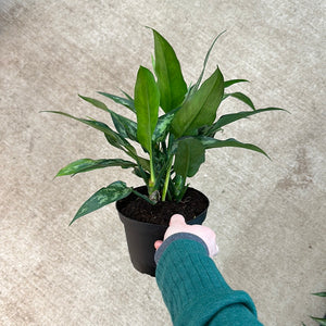 aglaonema maria compacta Aglaonema Maria Beauty 6" – Kent East Hill Nursery