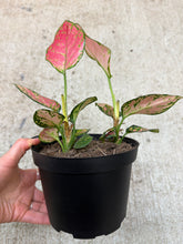 Load image into Gallery viewer, Aglaonema Very Red 6" - Chinese Evergreen