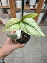 Load image into Gallery viewer, Scindapsus treubii Moonlight Albo Variegata 2"