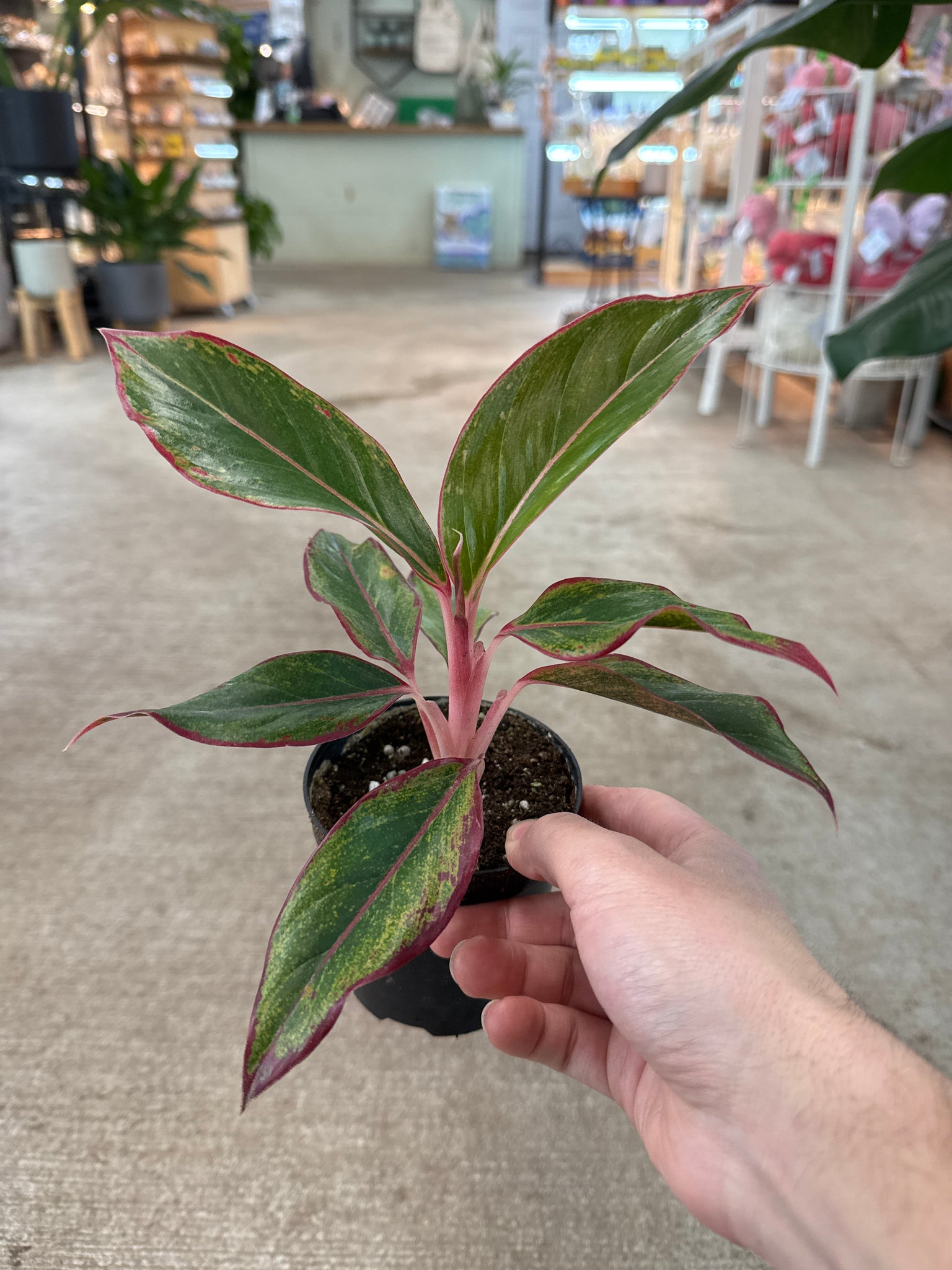 aglaonema siam oakland nursery Aglaonema 'Siam' 4"