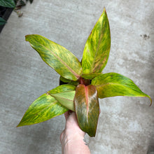 Load image into Gallery viewer, Philodendron Orange You Gorgeous 12CM - Orange Marmalade