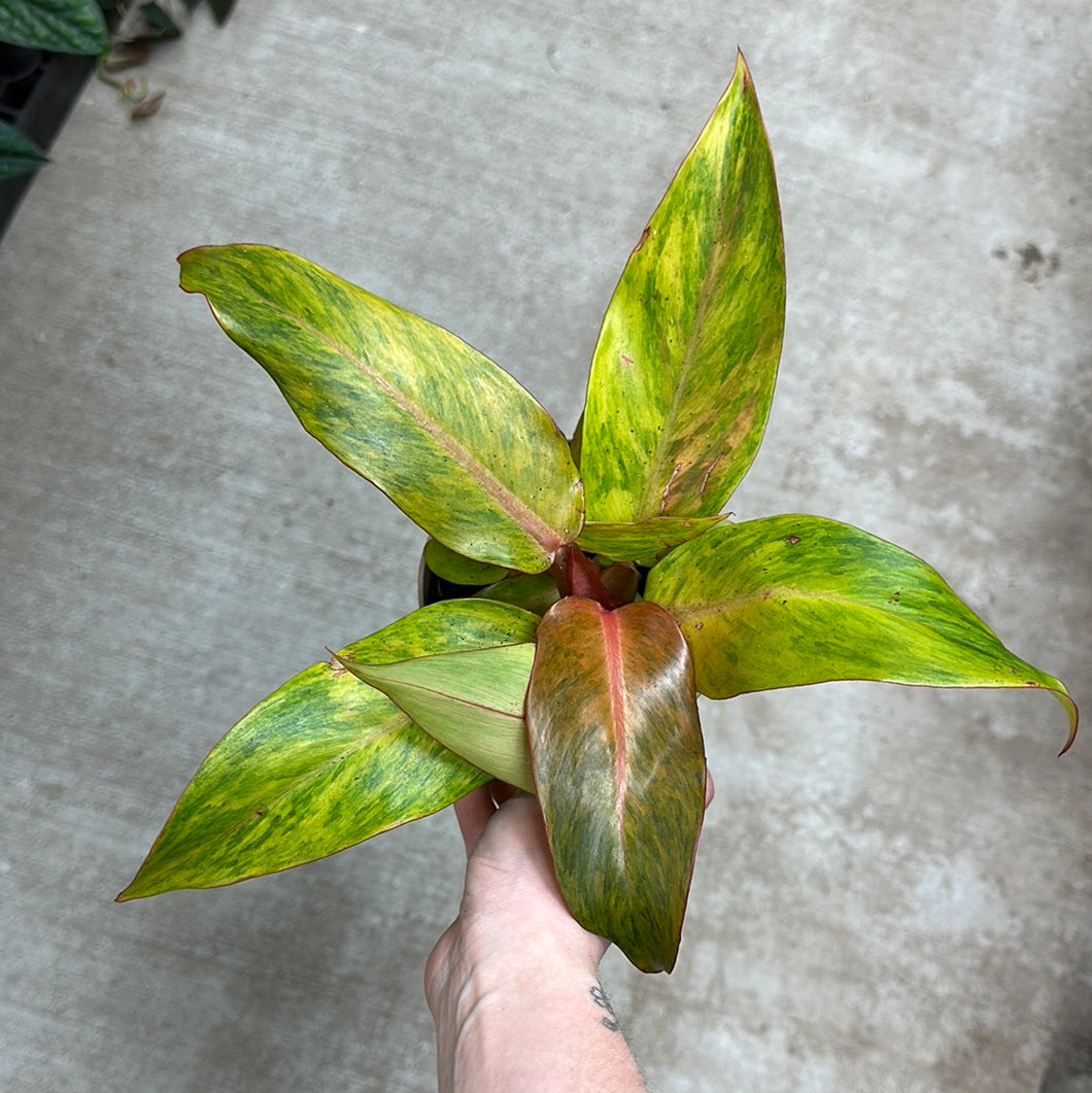 Philodendron Orange You Gorgeous 12CM - Orange Marmalade