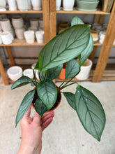 Load image into Gallery viewer, Ctenanthe setosa 'Grey Star' 4" - Never Never Plant