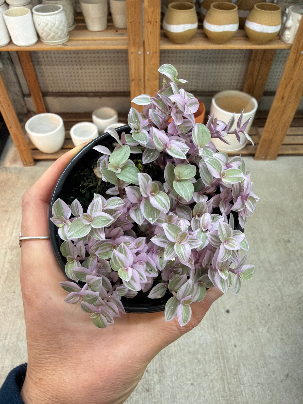 Callisia repens 'Pink Panther' 4