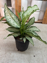 Load image into Gallery viewer, Dieffenbachia Tiki 8"