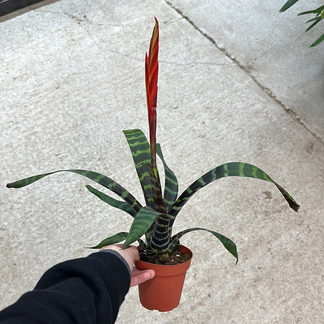 Bromeliad vriesea splendens 4