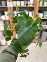 Load image into Gallery viewer, Philodendron Cordatum Green 4"