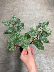 Begonia 'Snow Capped' 4" - Angel Wing Begonia