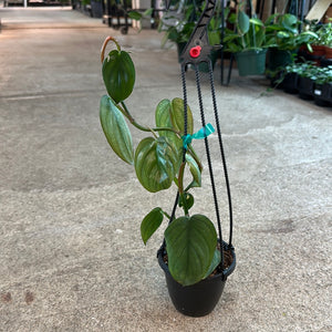 philodendron burle marx australia Philodendron burle marx fantasy 4"HB – Kent East Hill Nursery
