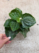 Load image into Gallery viewer, Peperomia Ecuador 4"