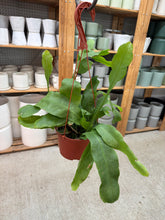 Load image into Gallery viewer, Epiphyllum oxypetalum 6" - Queen of Night/Night Blooming Cactus